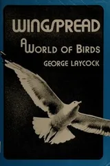 Cover of Wingspread