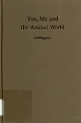 Cover of You, me, and the animal world