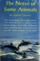 Cover of The nerve of some animals