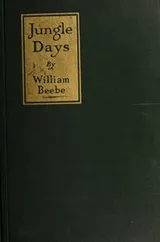 Cover of Jungle days. --